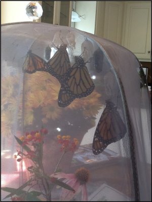 Monarchs hatched in Native Nurseries Butterfly Rearing Cage